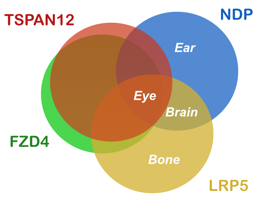 Ligand_receptors_phenotypes