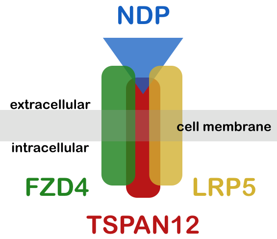 Ligand_receptors