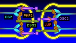 ARVC_Molecules_250.jpg